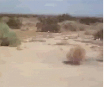 tumbleweed GIF.gif
