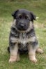 german_shepherd_puppy-13073.jpg