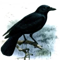 Blackbird