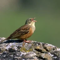 nardulfo