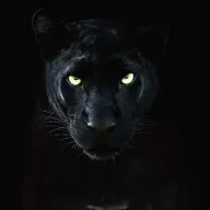 Panther