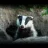 badger
