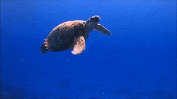 Sea Turtle Swimming GIF by Oceana